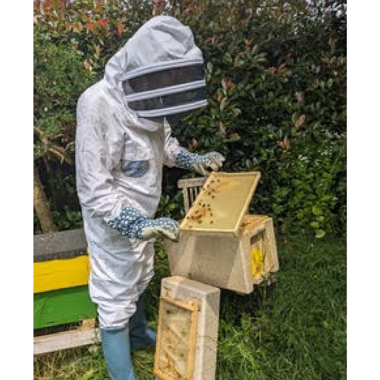 Beekeeper at work with a hive