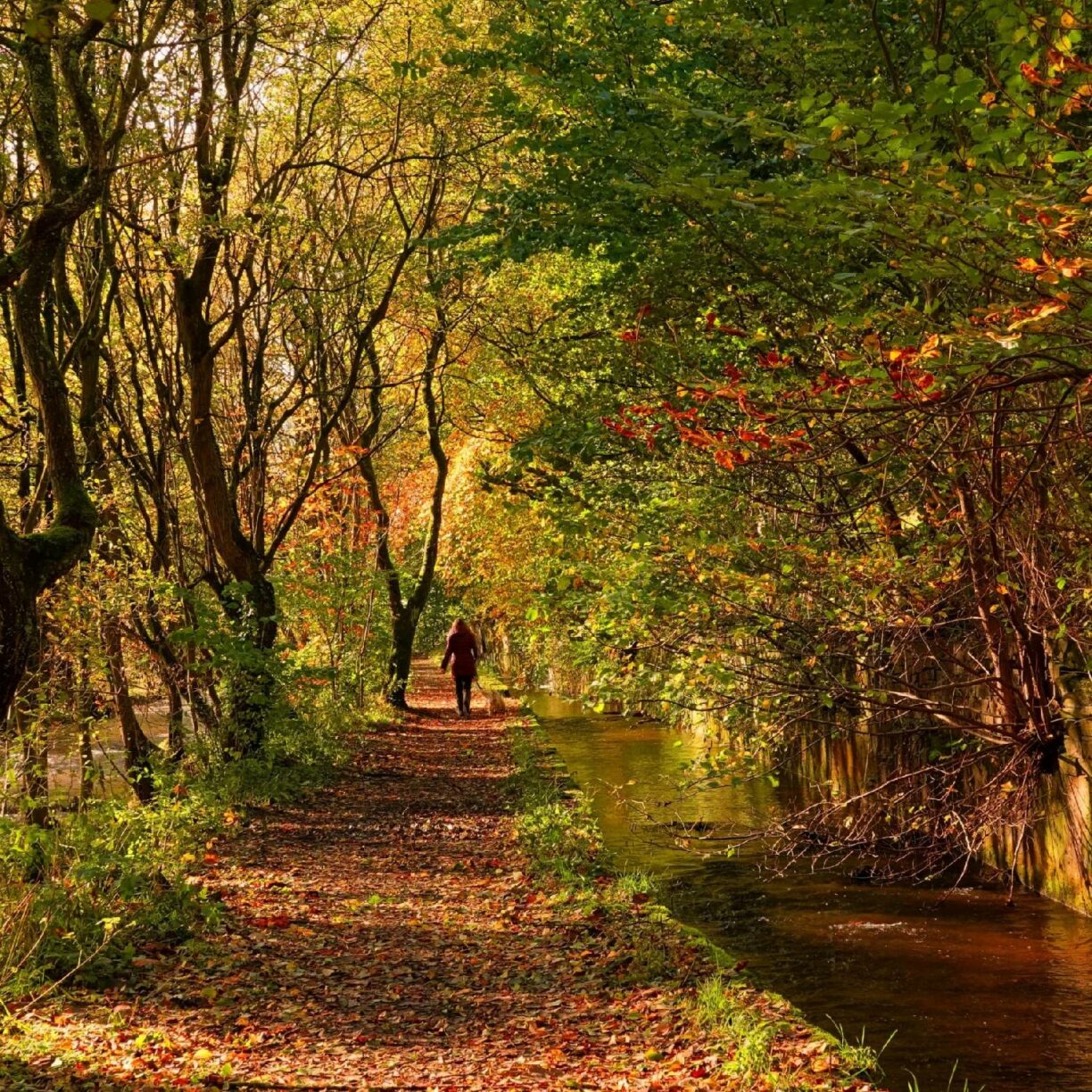 River Holme Connections picture of woman walking her dog along a riverside path in Autumn